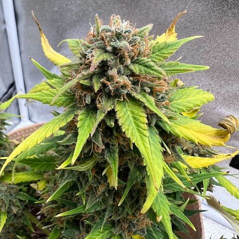 Fat Banana Automatic growlog timeline photo