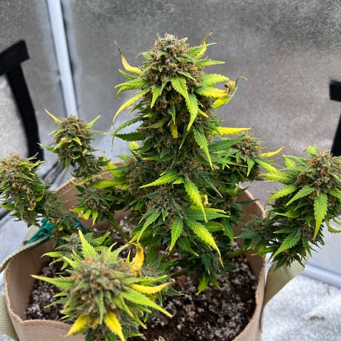 Fat Banana Automatic growlog timeline photo