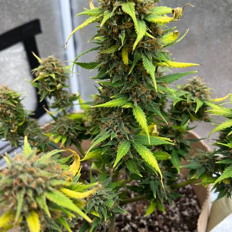 Fat Banana Automatic growlog timeline photo
