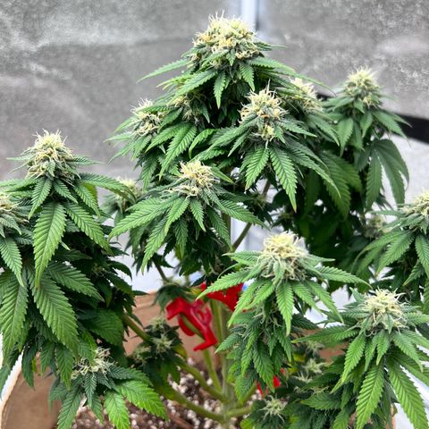 Critical growlog timeline photo