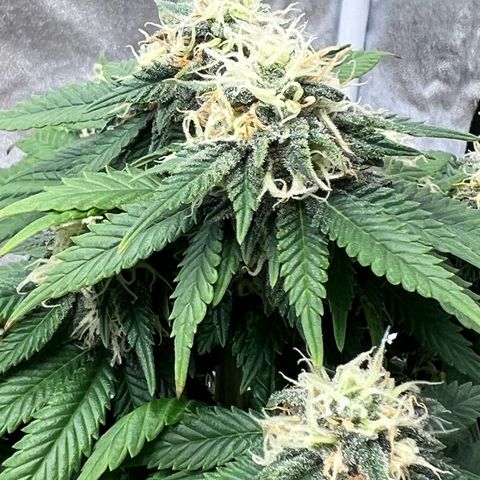 Critical growlog timeline photo