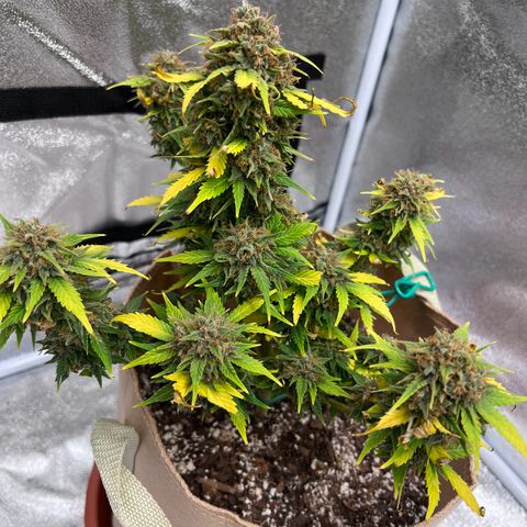 Fat Banana Automatic growlog timeline photo