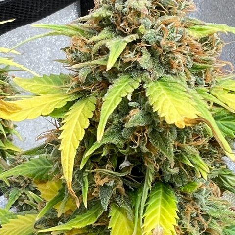 Fat Banana Automatic growlog timeline photo