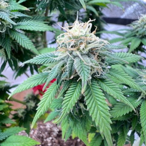 Critical growlog timeline photo
