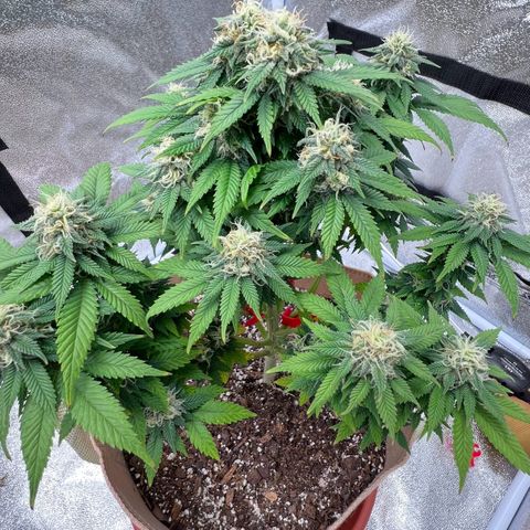 Critical growlog timeline photo
