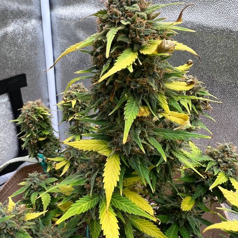 Fat Banana Automatic growlog timeline photo