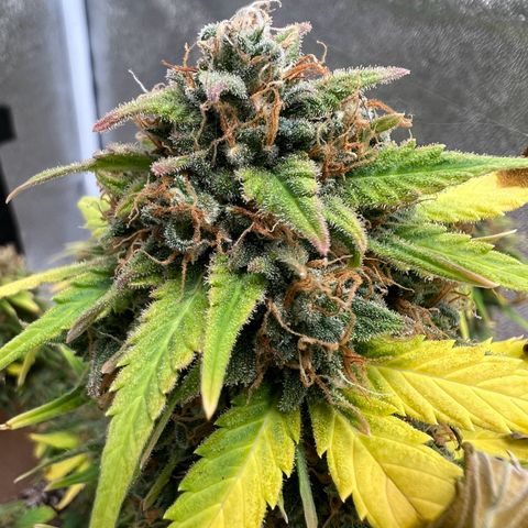 Fat Banana Automatic growlog timeline photo
