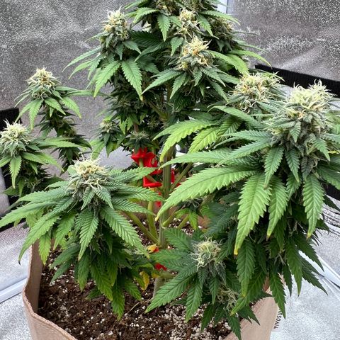 Critical growlog timeline photo
