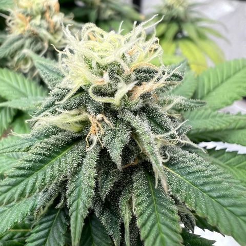 Critical growlog timeline photo