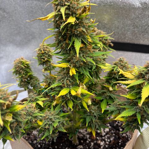 Fat Banana Automatic growlog timeline photo