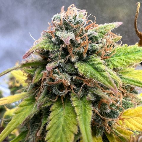 Fat Banana Automatic growlog timeline photo