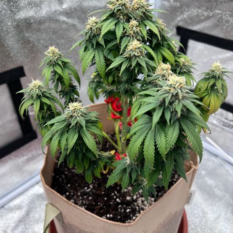Critical growlog timeline photo