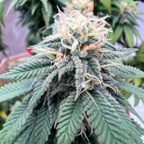 Critical growlog timeline photo