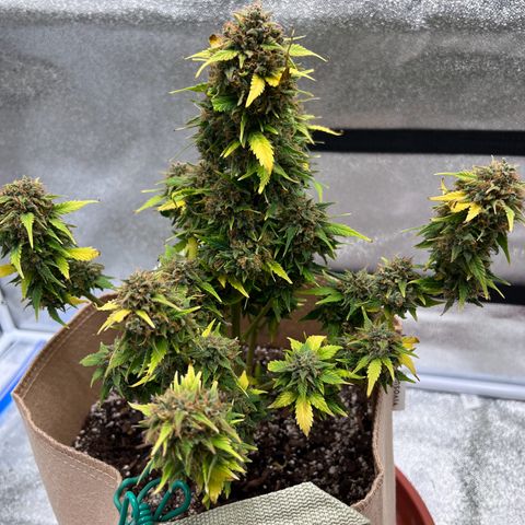 Fat Banana Automatic growlog timeline photo
