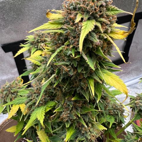 Fat Banana Automatic growlog timeline photo
