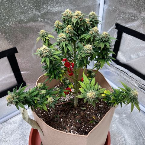 Critical growlog timeline photo