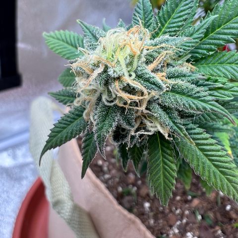 Critical growlog timeline photo