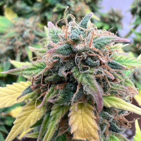 Fat Banana Automatic growlog timeline photo