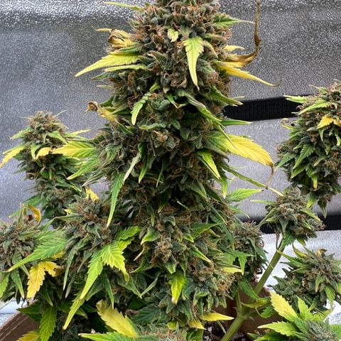Fat Banana Automatic growlog timeline photo