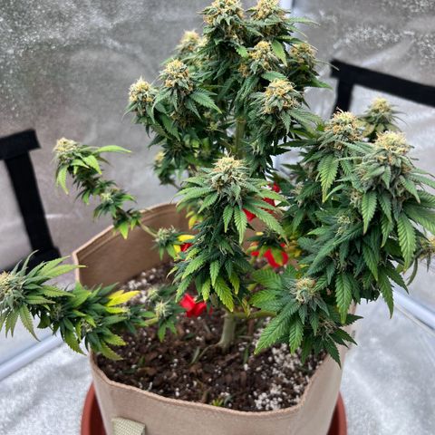 Critical growlog timeline photo