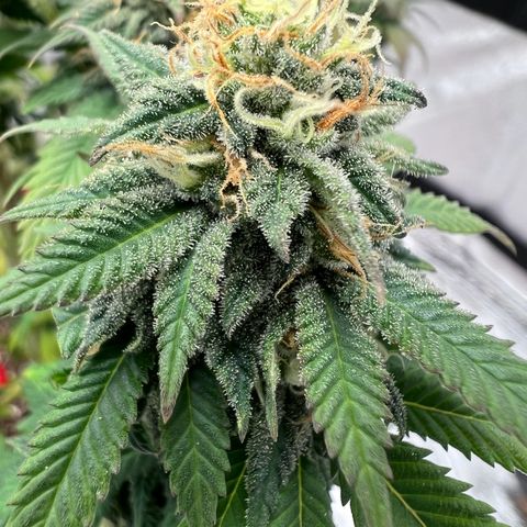 Critical growlog timeline photo