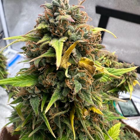 Fat Banana Automatic growlog timeline photo