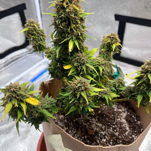 Fat Banana Automatic growlog timeline photo