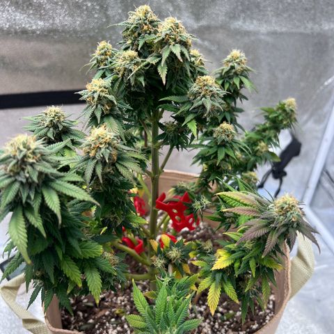 Critical growlog timeline photo
