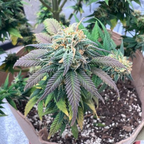 Critical growlog timeline photo