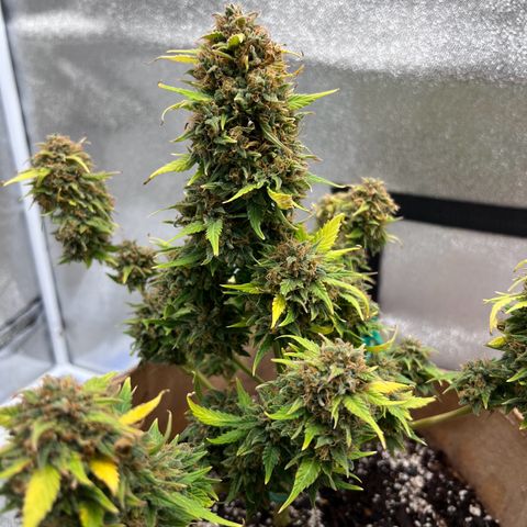 Fat Banana Automatic growlog timeline photo