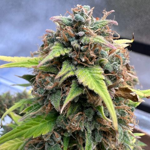 Fat Banana Automatic growlog timeline photo
