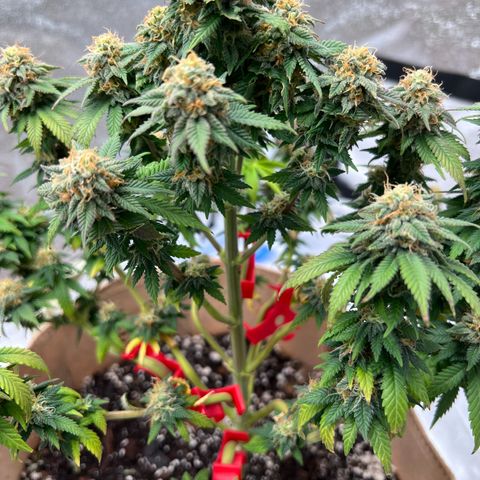 Critical growlog timeline photo