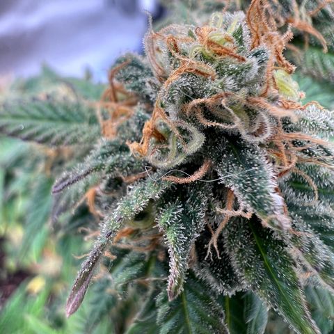 Critical growlog timeline photo