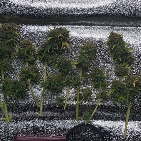 Fat Banana Automatic growlog timeline photo