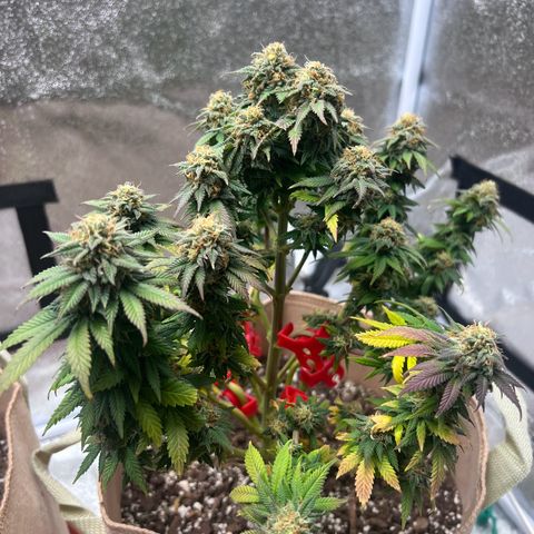 Critical growlog timeline photo