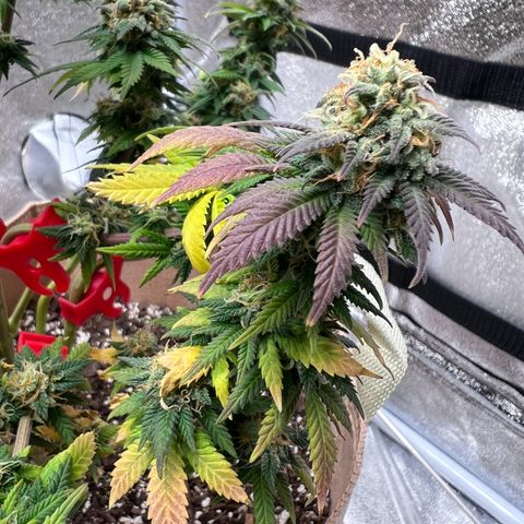 Critical growlog timeline photo
