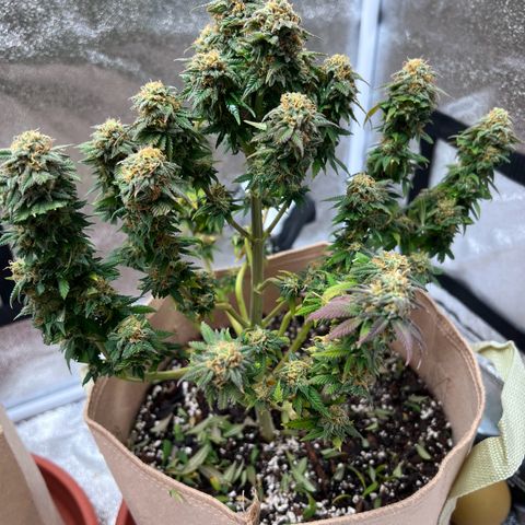 Critical growlog timeline photo
