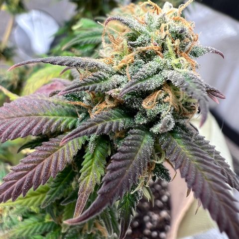 Critical growlog timeline photo