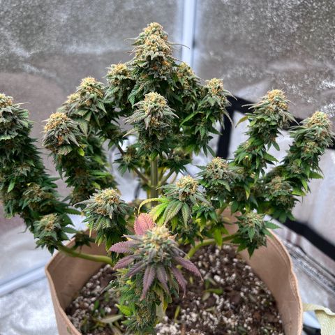 Critical growlog timeline photo