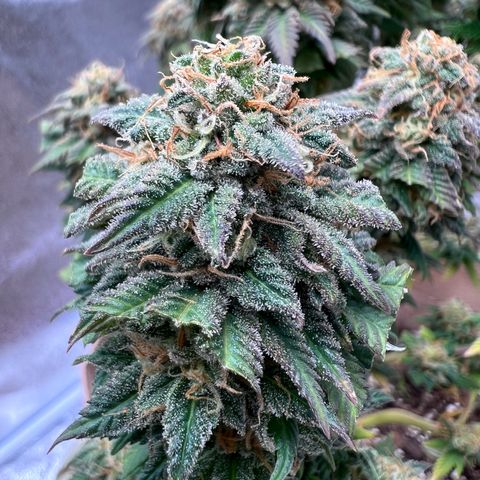 Critical growlog timeline photo