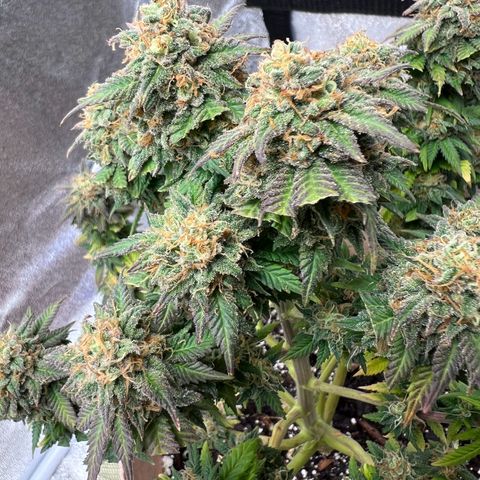 Critical growlog timeline photo