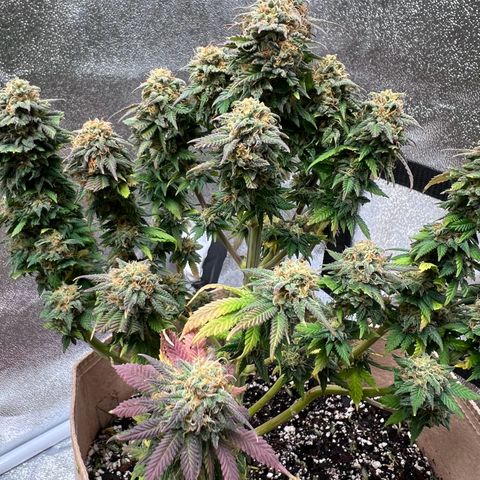 Critical growlog timeline photo