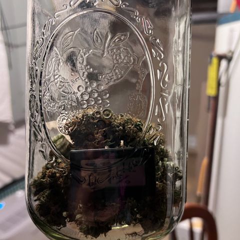 Fat Banana Automatic growlog photo: Humidity dropped drastically as it got cold. Definitely over dried. Will need a humidifier during winter for future grows. Humidity booster pack - 62%. Currently sitting at 41%, started at 36%.