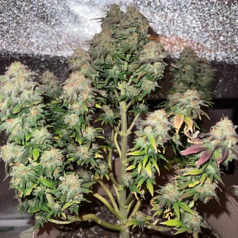 Critical growlog timeline photo