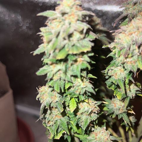 Critical growlog timeline photo