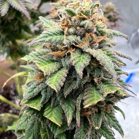 Critical growlog timeline photo