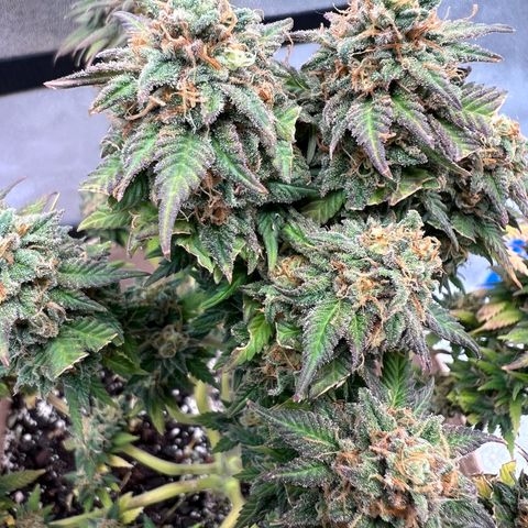 Critical growlog timeline photo