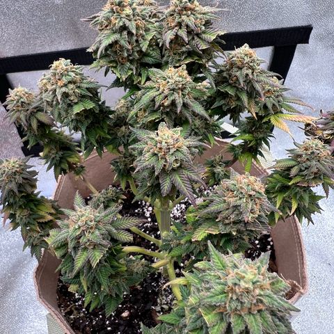 Critical growlog timeline photo