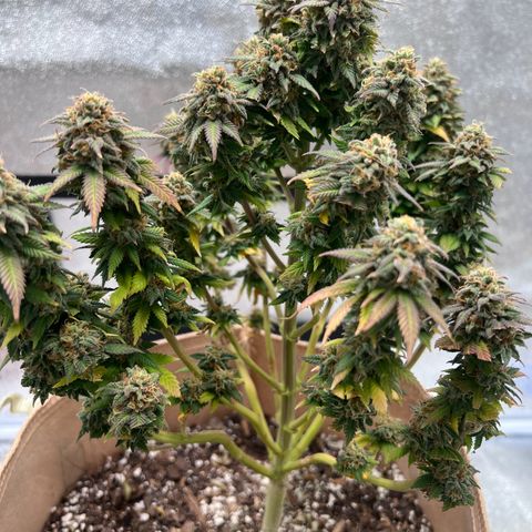 Critical growlog timeline photo