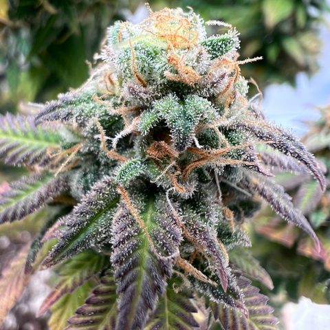 Critical growlog timeline photo